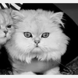 продам котенка персидской шиншиллы.