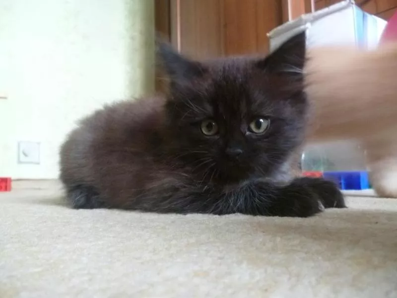Кошечка от персидской кошки (2 месяца) 3