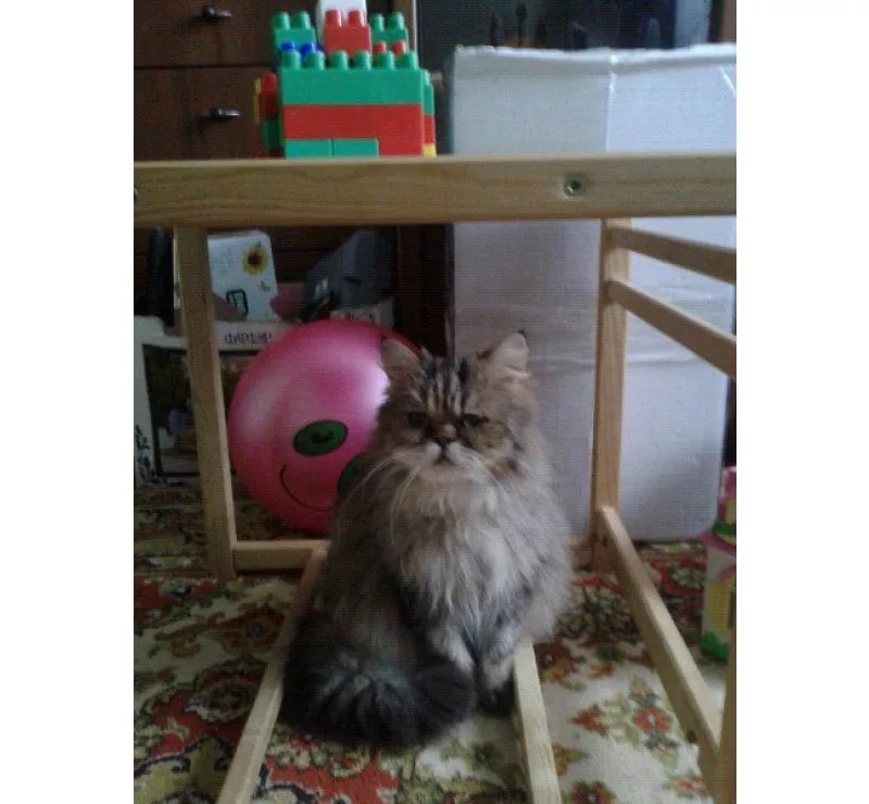 Кошечка от персидской кошки (2 месяца) 4