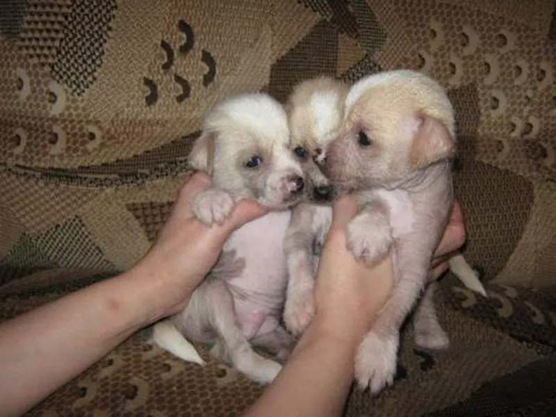Продаются щенки китайской хохлатой собачки. 